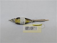 藏品(灰鶺鴒)的圖片